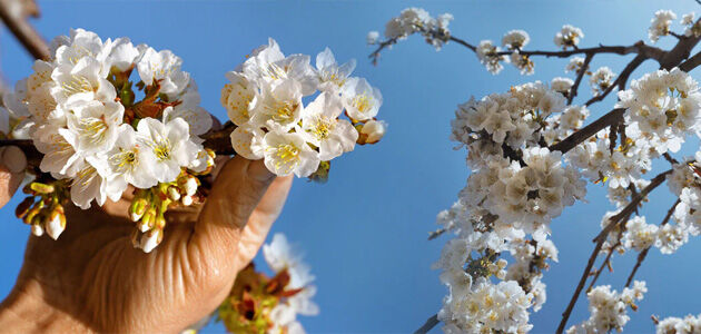Cherry Blossom